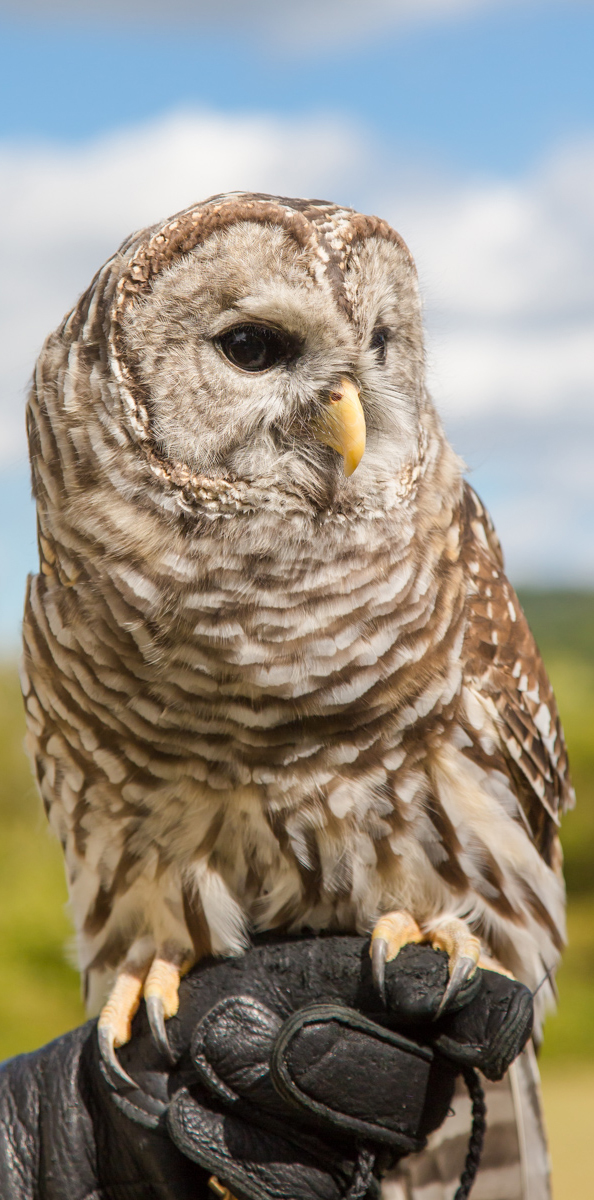 Athena the Barred Owl