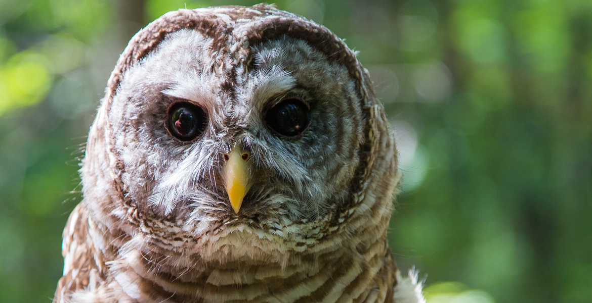 Athena the Barred Owl 1