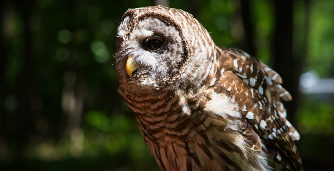 Athena the Barred Owl 2