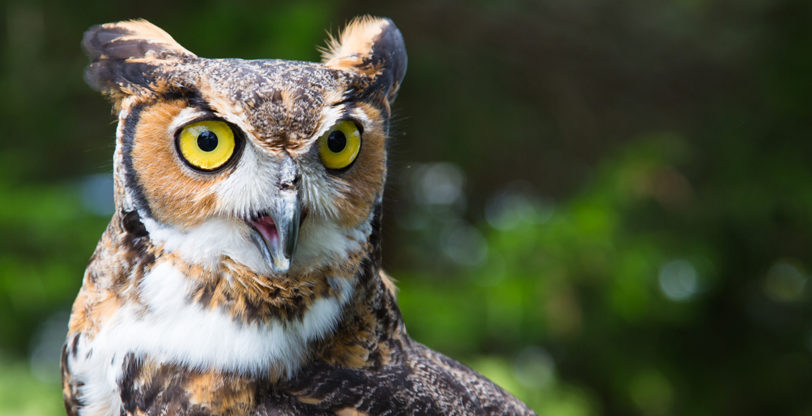 Briscoe the Great Horned Owl