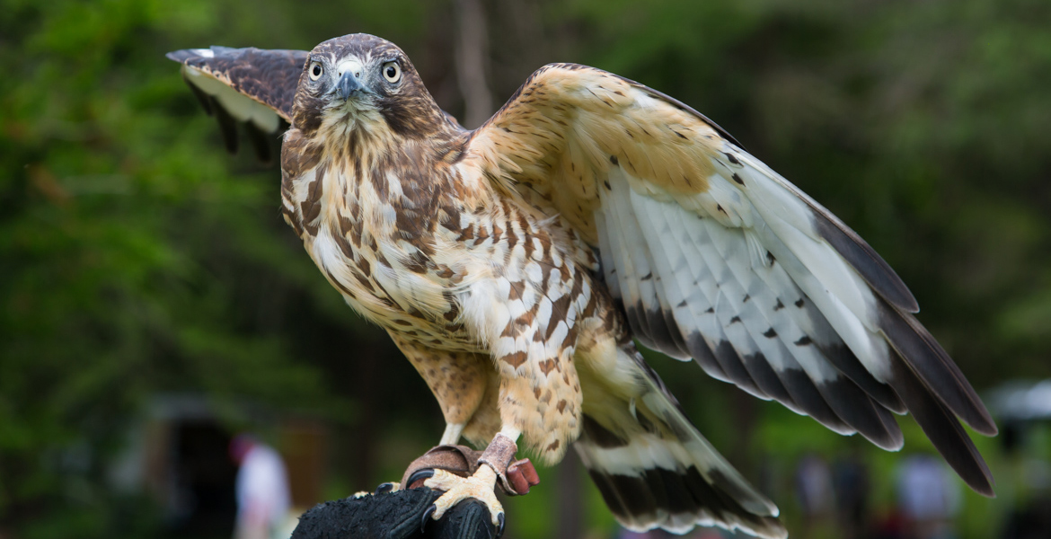 Grayson the Broad Winged Hawk