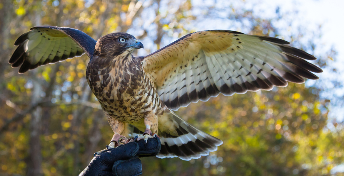 Grayson the Broad Winged Hawk