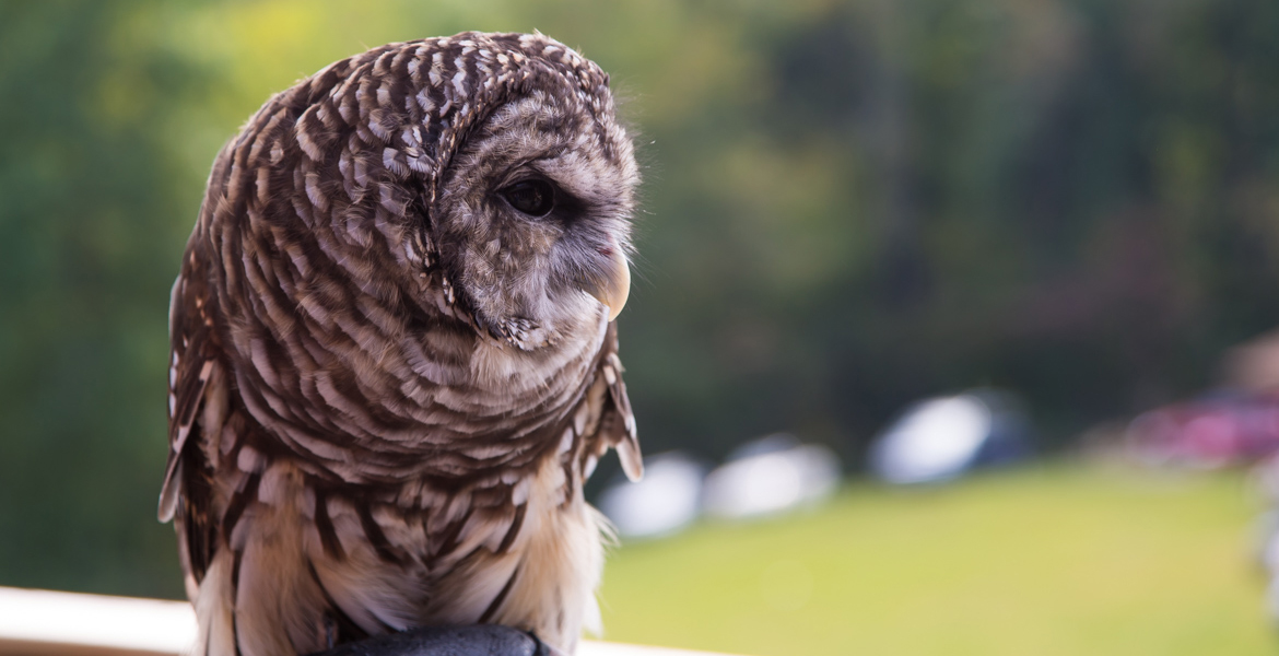 Gus the Barred Owl