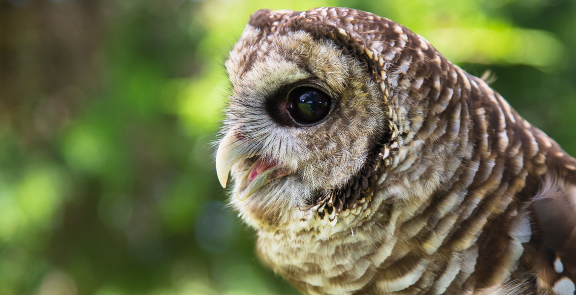 Gus the Barred Owl