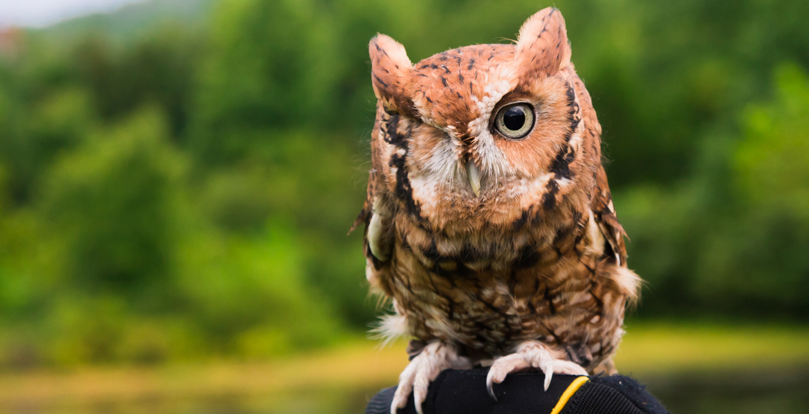 Pignoli the Eastern Screech Owl