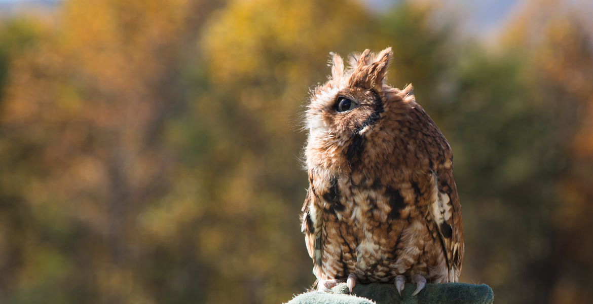 Pignoli the Eastern Screech Owl