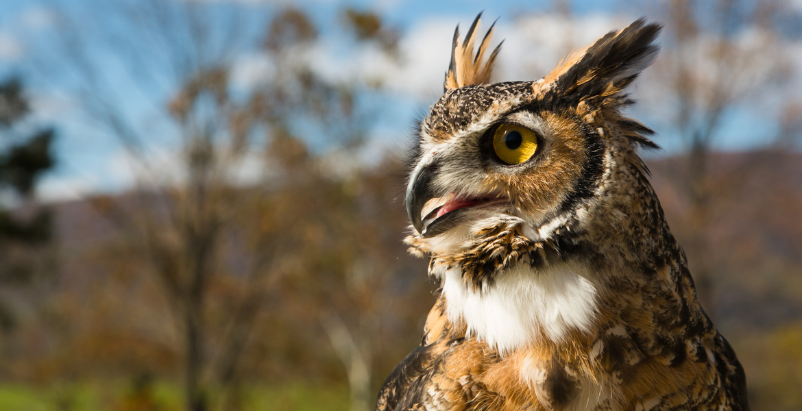 Quinn the Great Horned Owl