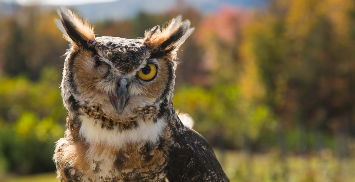 Quinn the Great Horned Owl