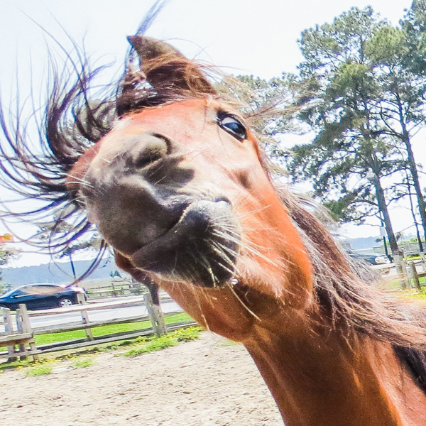 funny horse