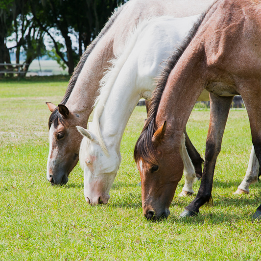 3 horses