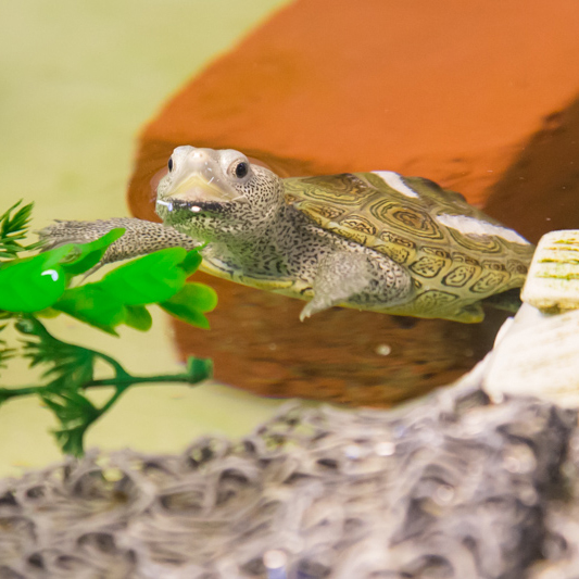sea turtle