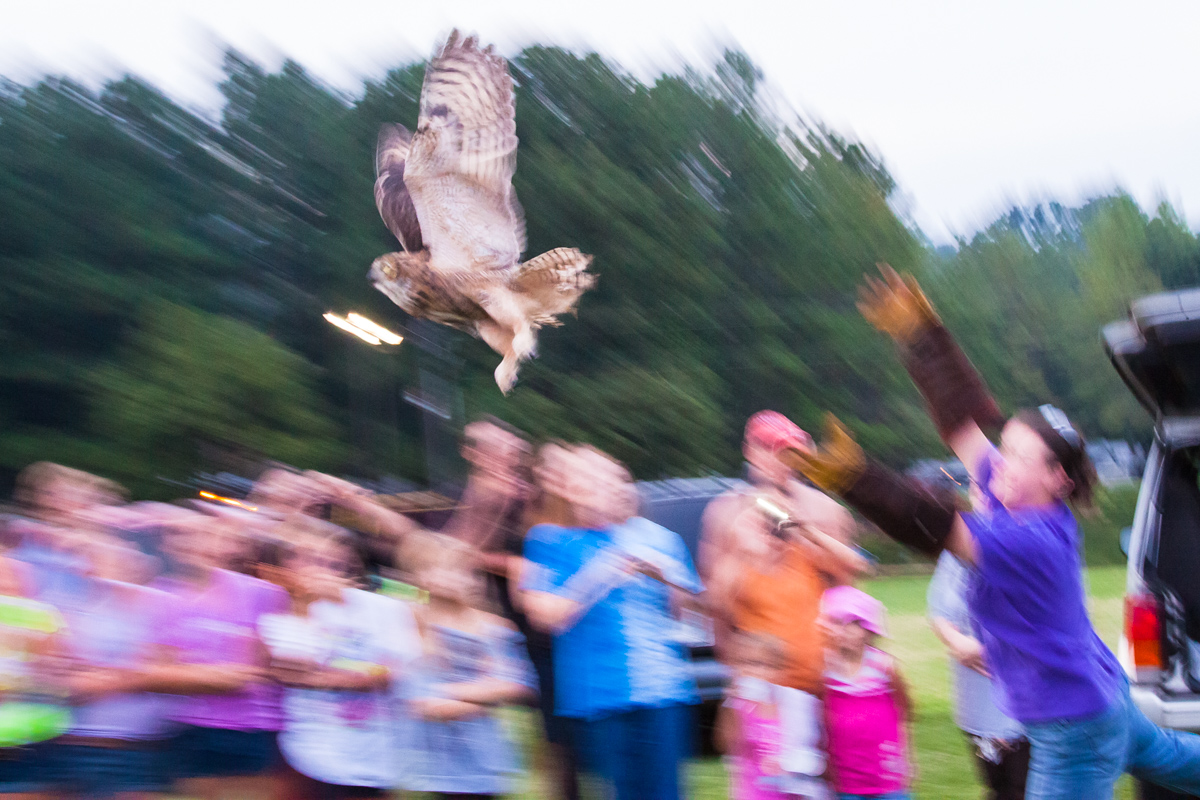 Great Horned Owl Release August 9, 2012