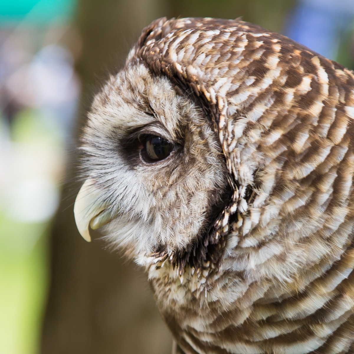 Gus the Barred Owl
