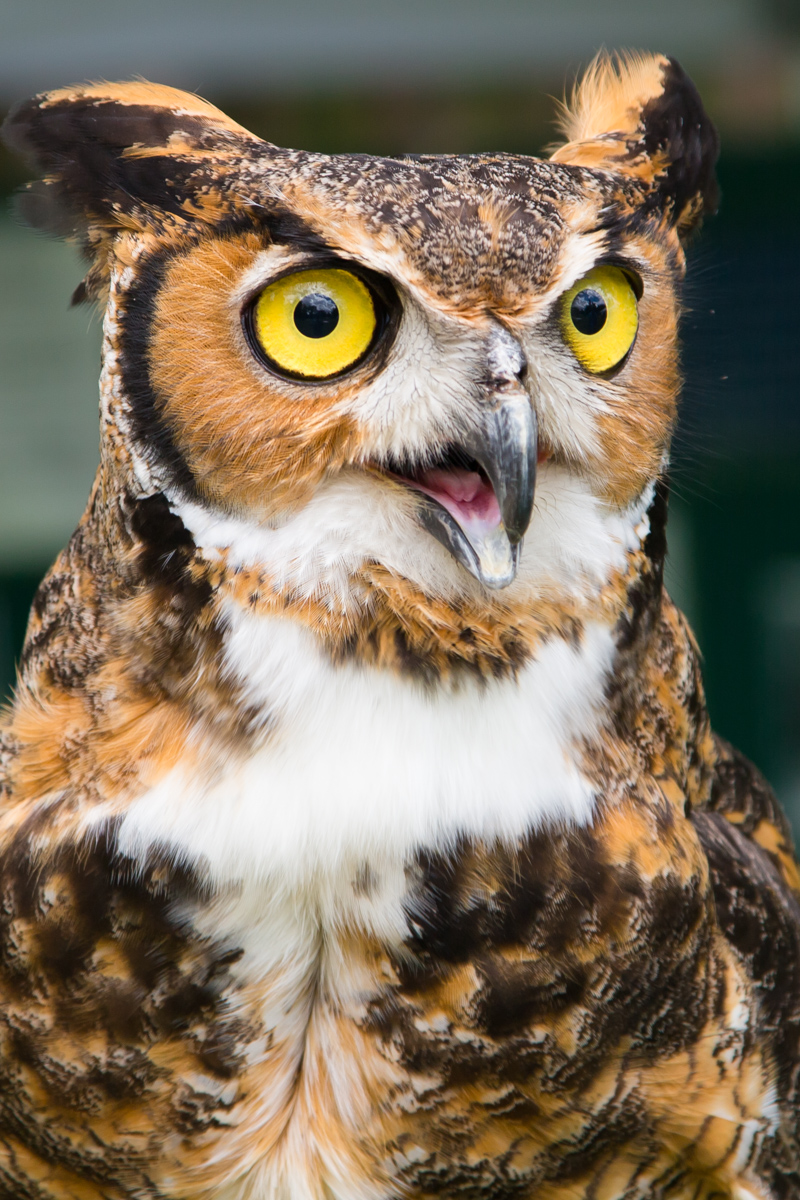 Briscoe the Great Horned Owl